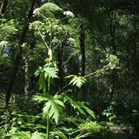 Heracleum mantegazzianum  on RikenMon's Nature.Guide