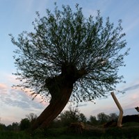 Salix fragilis su guida naturalistica di RikenMon