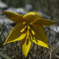 Tulipa sylvestris En la Guía-Naturaleza de RikenMon
