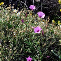 Convolvulus althaeoides on RikenMon's Nature.Guide