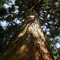 Sequoiadendron giganteum Sur le Nature.Guide de RikenMon