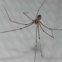 Pholcus phalangioides on RikenMon's Nature.Guide