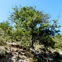 Quercus ilex Sur le Nature.Guide de RikenMon