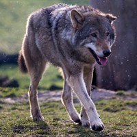 Canis lupus Sur le Nature.Guide de RikenMon