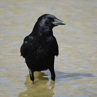 Corvus corone Sur le Nature.Guide de RikenMon