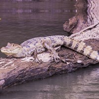 Caiman crocodilus En la Guía-Naturaleza de RikenMon