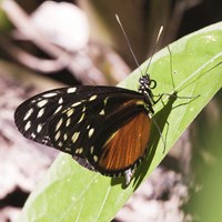 Heliconius hecale on RikenMon's Nature.Guide