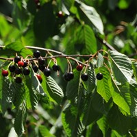Prunus avium Em Nature.Guide de RikenMon