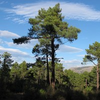 Pinus pinaster su guida naturalistica di RikenMon
