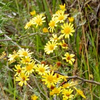 Jacobaea erucifolia Auf RikenMons Nature.Guide