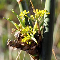 Foeniculum vulgare op RikenMon's Natuurgids