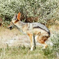 Canis mesomelas Em Nature.Guide de RikenMon