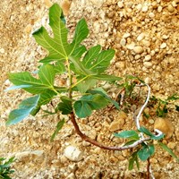 Ficus carica En la Guía-Naturaleza de RikenMon