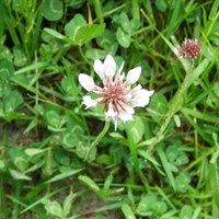 Trifolium repens En la Guía-Naturaleza de RikenMon