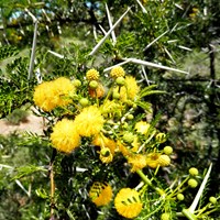 Acacia karroo  En la Guía-Naturaleza de RikenMon