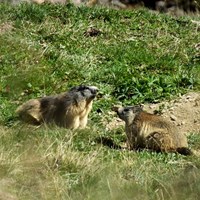 Marmota marmota Sur le Nature.Guide de RikenMon