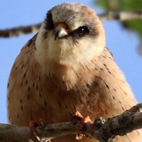 Falco vespertinus Auf RikenMons Nature.Guide
