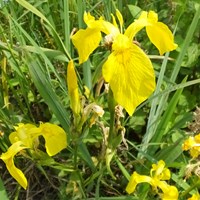 Iris pseudacorus op RikenMon's Natuurgids