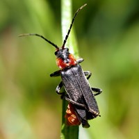 Cantharis fusca Auf RikenMons Nature.Guide