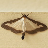 Glyphodes perspectalis En la Guía-Naturaleza de RikenMon