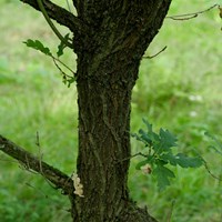 Quercus faginea su guida naturalistica di RikenMon