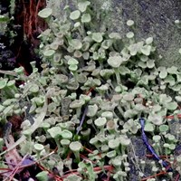 Cladonia fimbriata Sur le Nature.Guide de RikenMon