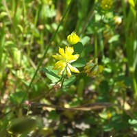 Trifolium dubium Em Nature.Guide de RikenMon
