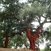 Quercus suber En la Guía-Naturaleza de RikenMon