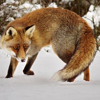 Vulpes vulpes on RikenMon's Nature.Guide