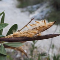 Nerium oleander Em Nature.Guide de RikenMon