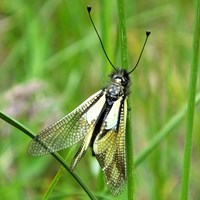 Ascalaphus libelluloides Sur le Nature.Guide de RikenMon
