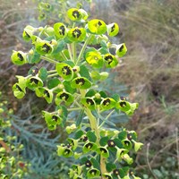 Euphorbia characias En la Guía-Naturaleza de RikenMon