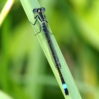 Ischnura elegans Sur le Nature.Guide de RikenMon