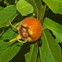 Mespilus germanica on RikenMon's Nature.Guide