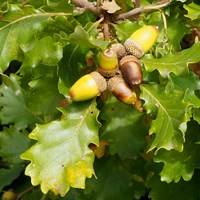 Quercus petraea su guida naturalistica di RikenMon
