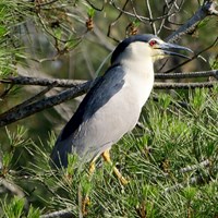 Nycticorax nycticorax Em Nature.Guide de RikenMon