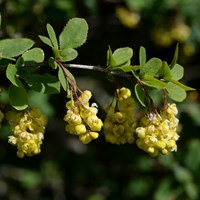 Berberis vulgaris En la Guía-Naturaleza de RikenMon