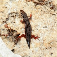 Trachylepis homalocephala  Auf RikenMons Nature.Guide