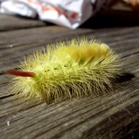 Calliteara pudibunda En la Guía-Naturaleza de RikenMon