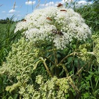 Angelica sylvestris on RikenMon's Nature.Guide