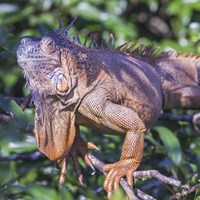 Iguana iguana Sur le Nature.Guide de RikenMon
