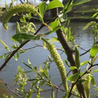 Salix alba su guida naturalistica di RikenMon