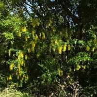 Laburnum anagyroides on RikenMon's Nature.Guide