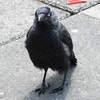 Corvus monedula Em Nature.Guide de RikenMon