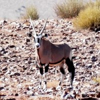Oryx gazella En la Guía-Naturaleza de RikenMon