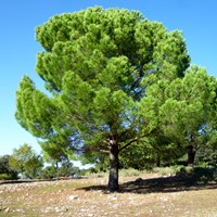 Pinus pinea su guida naturalistica di RikenMon