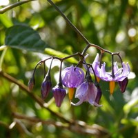 Solanum dulcamara su guida naturalistica di RikenMon