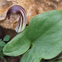 Arisarum vulgare Auf RikenMons Nature.Guide