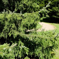 Picea omorika su guida naturalistica di RikenMon