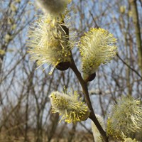 Salix caprea su guida naturalistica di RikenMon